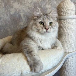 Siberian REZ Rumyana