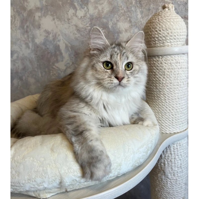 Siberian REZ Rumyana