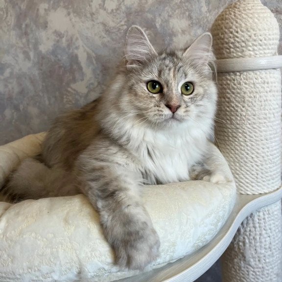 Siberian REZ Rumyana