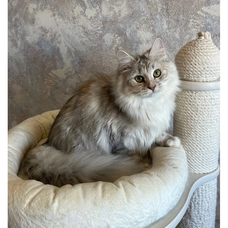 Siberian REZ Rumyana