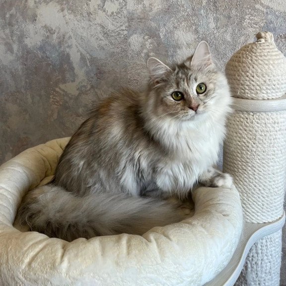 Siberian REZ Rumyana