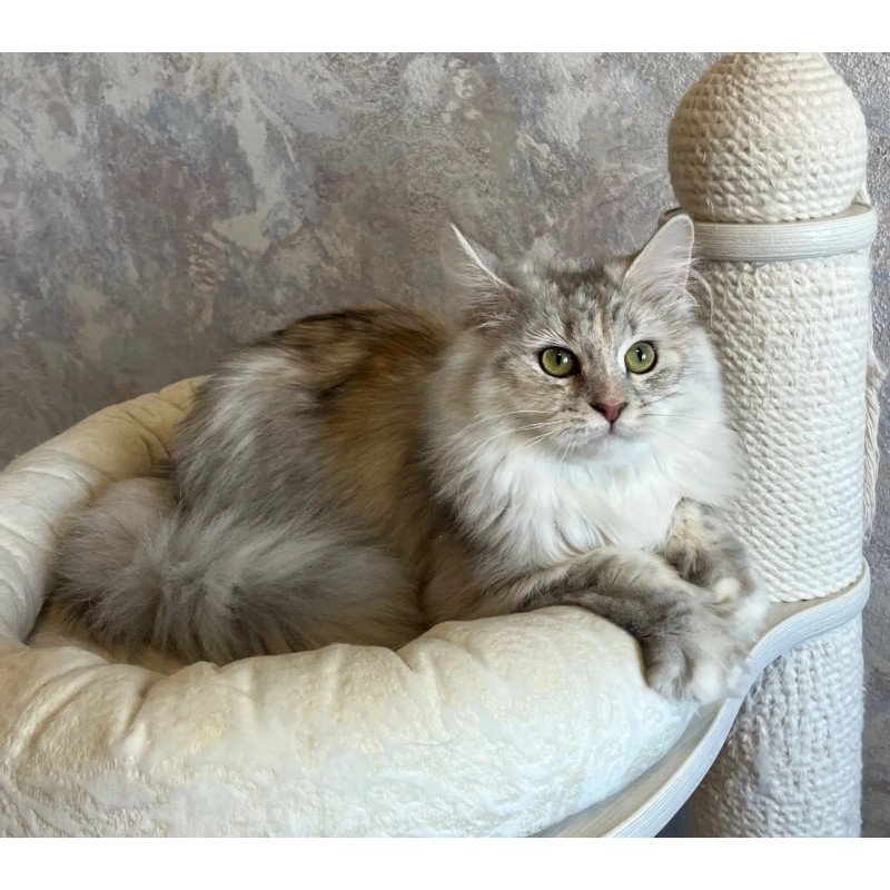 Siberian REZ Rumyana