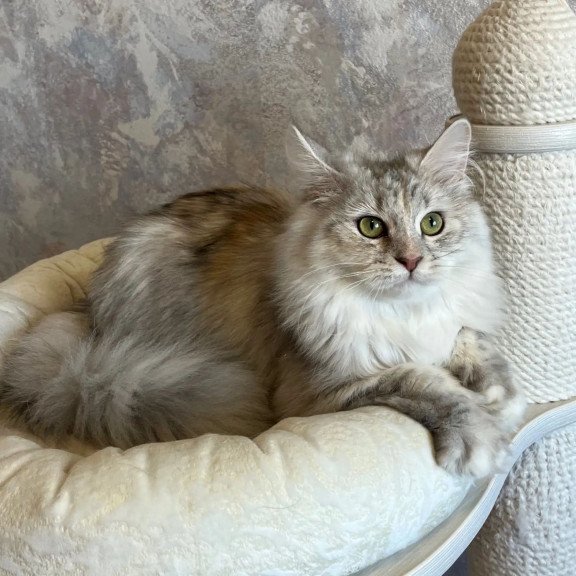 Siberian REZ Rumyana