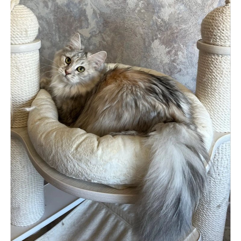 Siberian REZ Rumyana