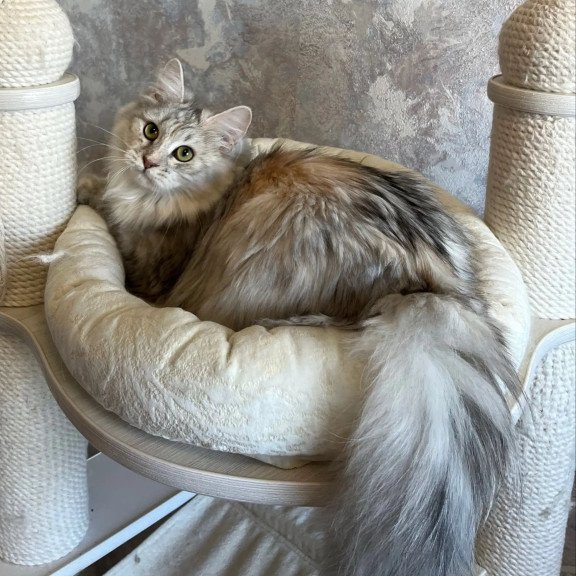 Siberian REZ Rumyana