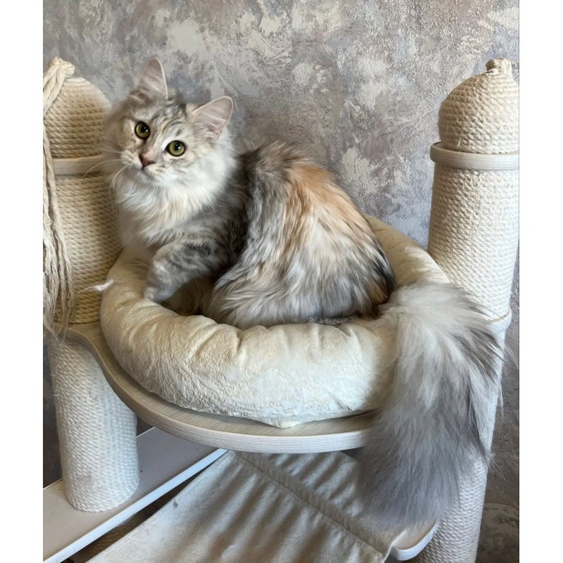 Siberian REZ Rumyana