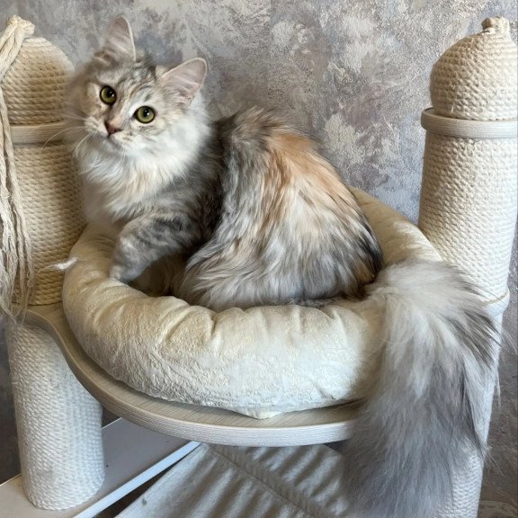 Siberian REZ Rumyana