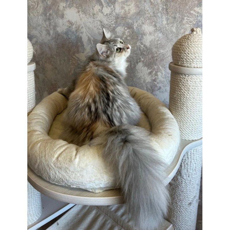 Siberian REZ Rumyana