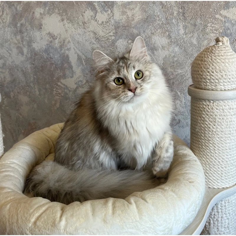 Siberian REZ Rumyana