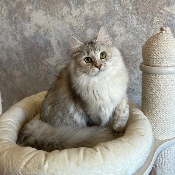 Siberian REZ Rumyana