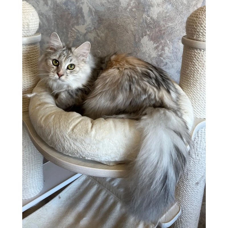 Siberian REZ Rumyana