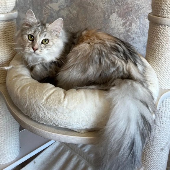 Siberian REZ Rumyana