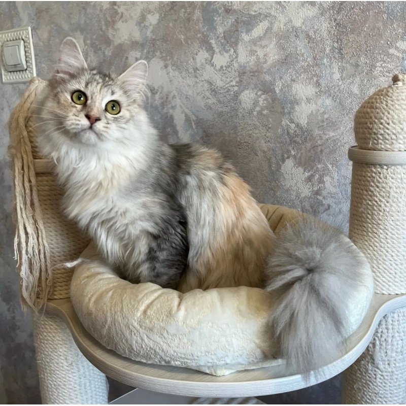 Siberian REZ Rumyana