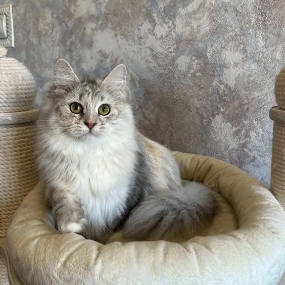 Siberian REZ Rumyana