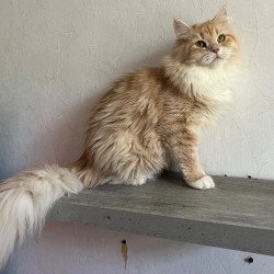Siberian REZ Virsavia