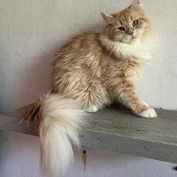 Siberian REZ Virsavia