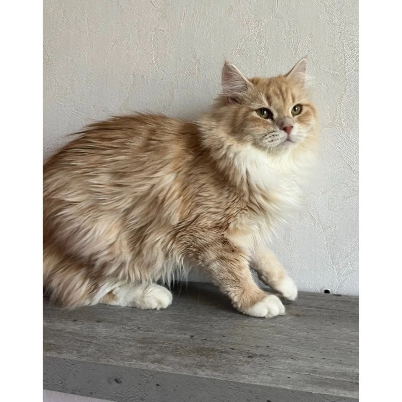 Siberian REZ Virsavia