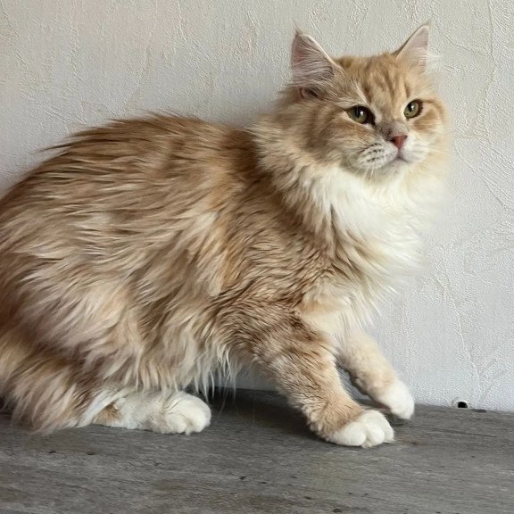 Siberian REZ Virsavia