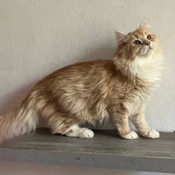 Siberian REZ Virsavia