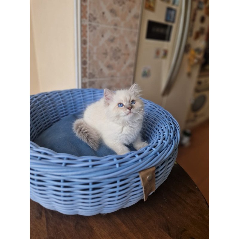 Siberian NOV Dustin