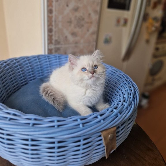 Siberian NOV Dustin