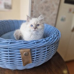 Siberian NOV Dustin