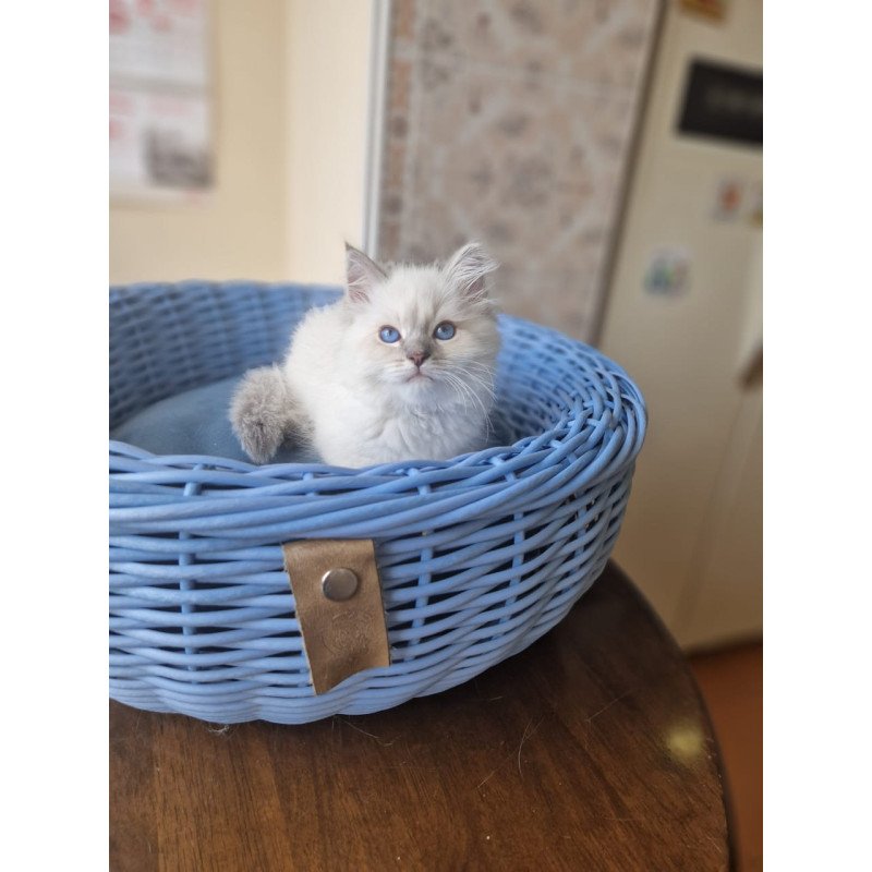 Siberian NOV Dustin