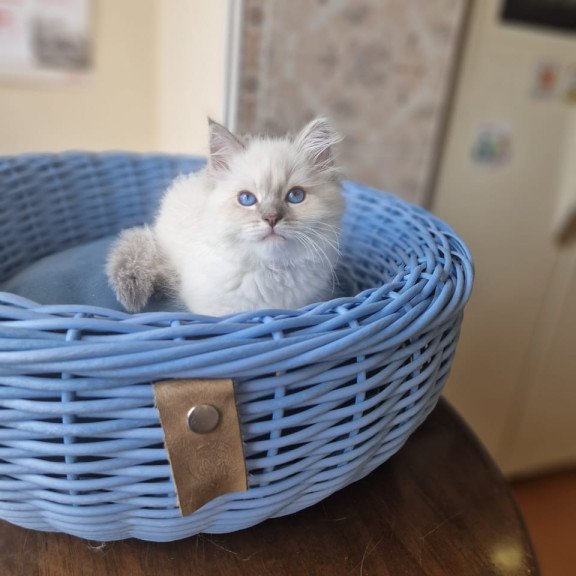 Siberian NOV Dustin