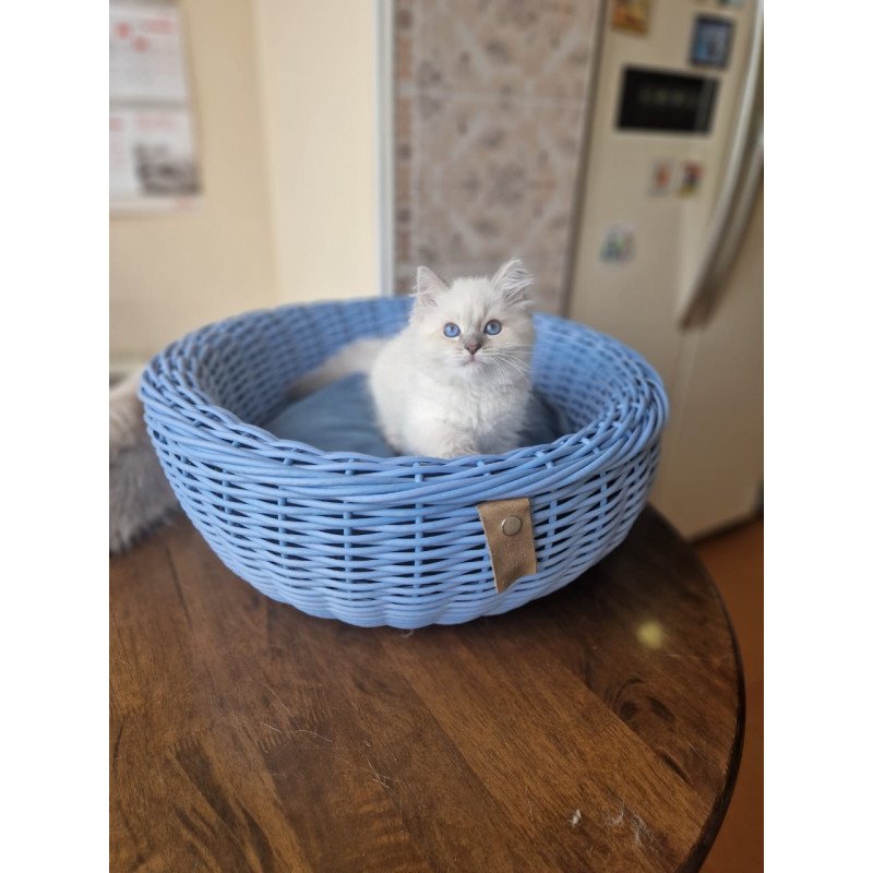 Siberian NOV Dustin