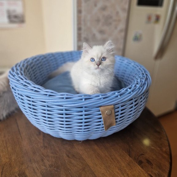 Siberian NOV Dustin