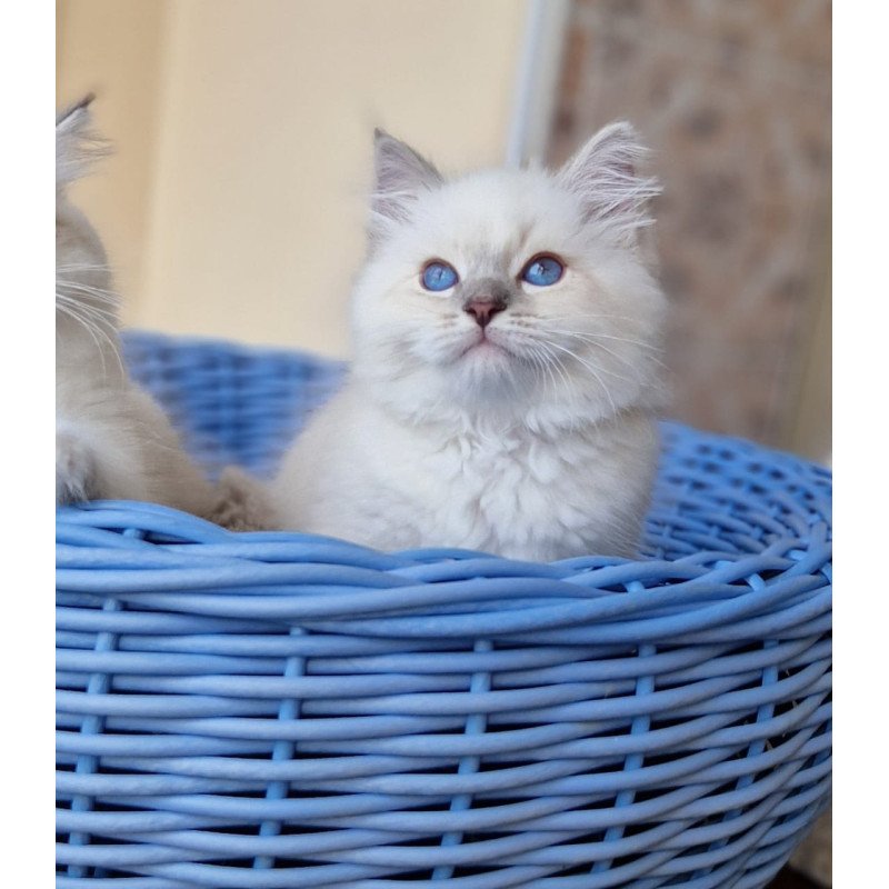 Siberian NOV Dustin