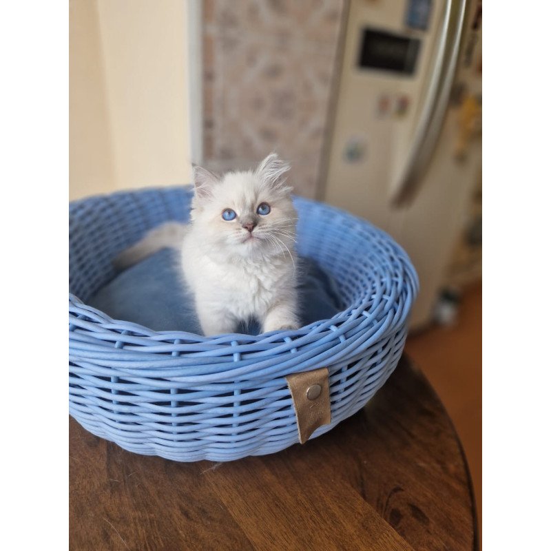 Siberian NOV Dustin