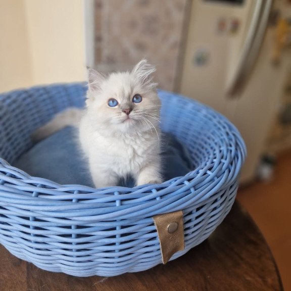 Siberian NOV Dustin