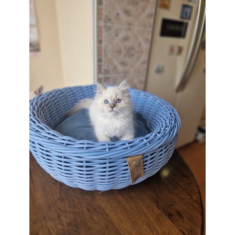 Siberian NOV Dustin