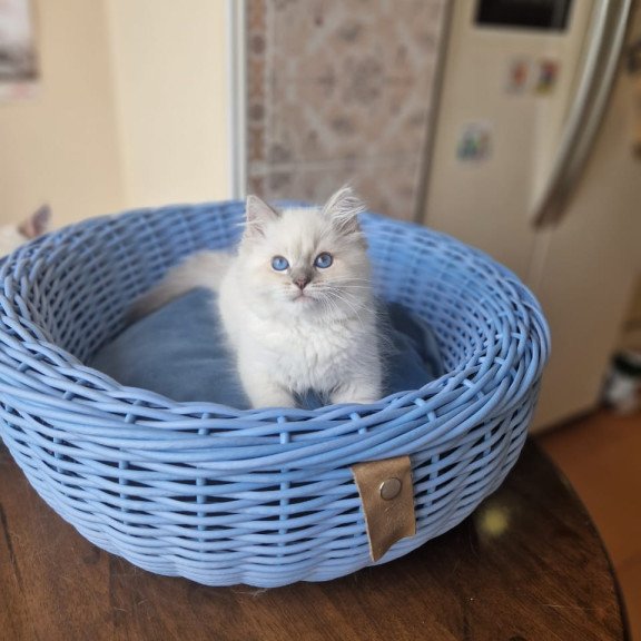 Siberian NOV Dustin