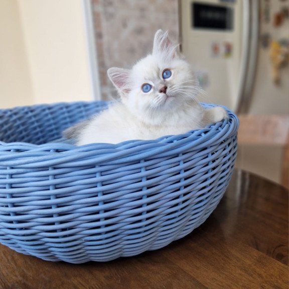 Siberian NOV Dimas