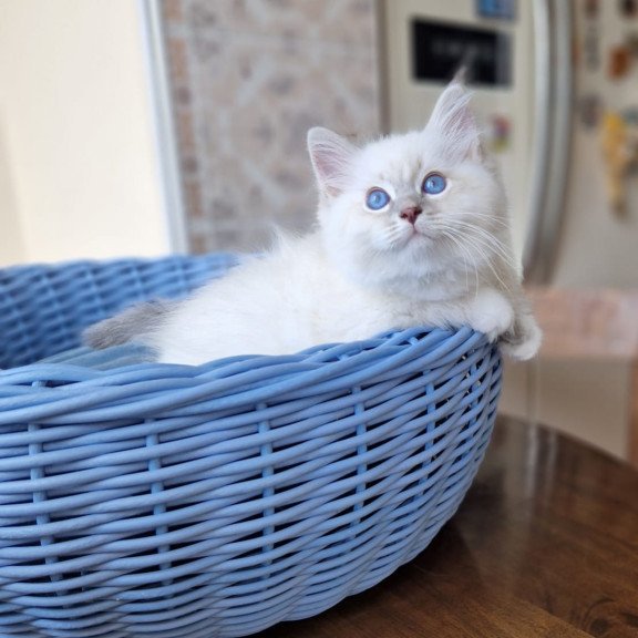 Siberian NOV Dimas