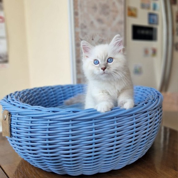 Siberian NOV Dimas
