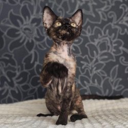 Devon Rex NOV Chelsea