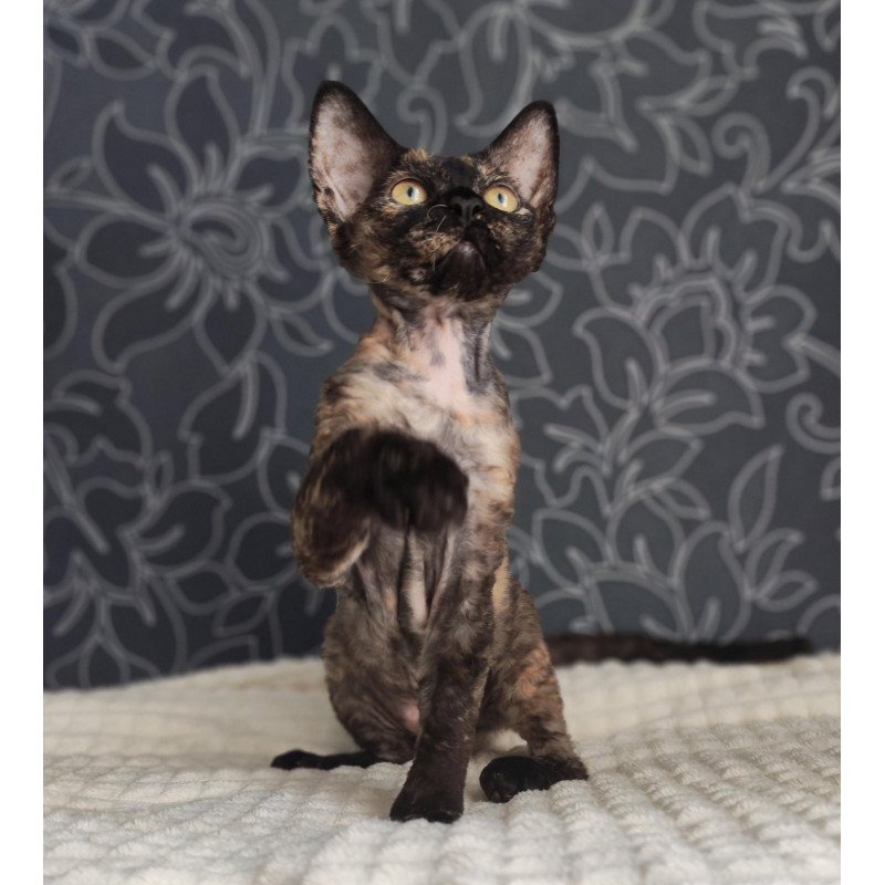 Devon Rex NOV Chelsea