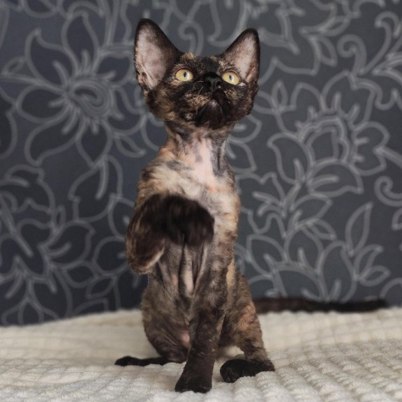 Devon Rex NOV Chelsea