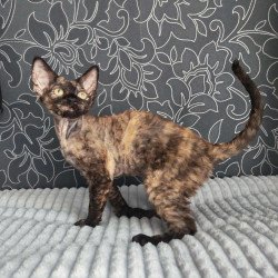 Devon Rex NOV Chelsea