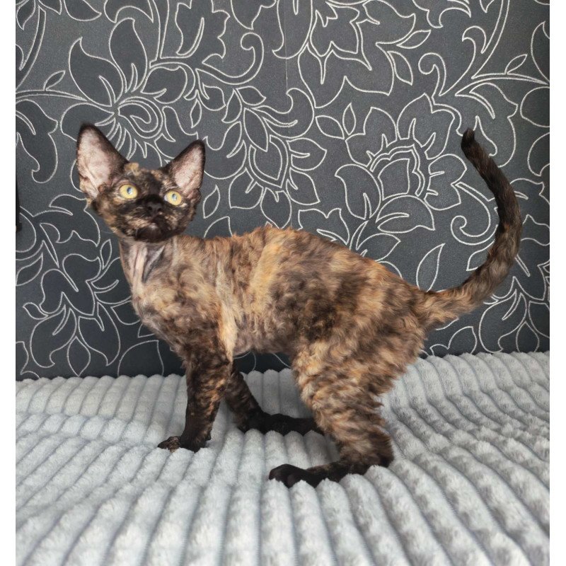 Devon Rex NOV Chelsea