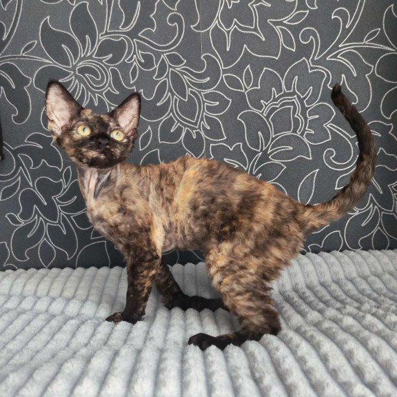 Devon Rex NOV Chelsea