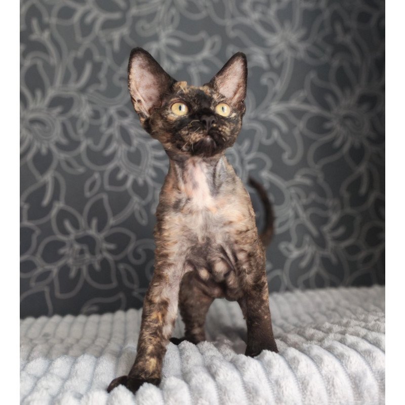 Devon Rex NOV Chelsea