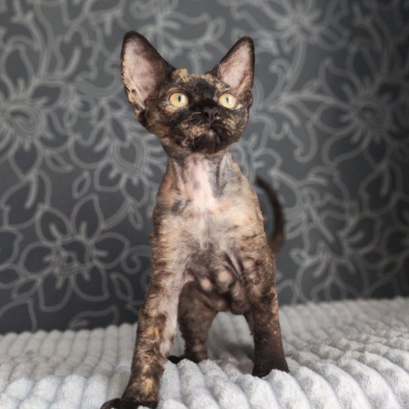 Devon Rex NOV Chelsea