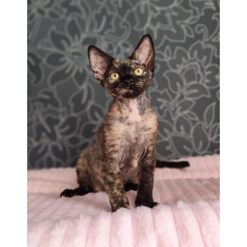 Devon Rex NOV Chelsea