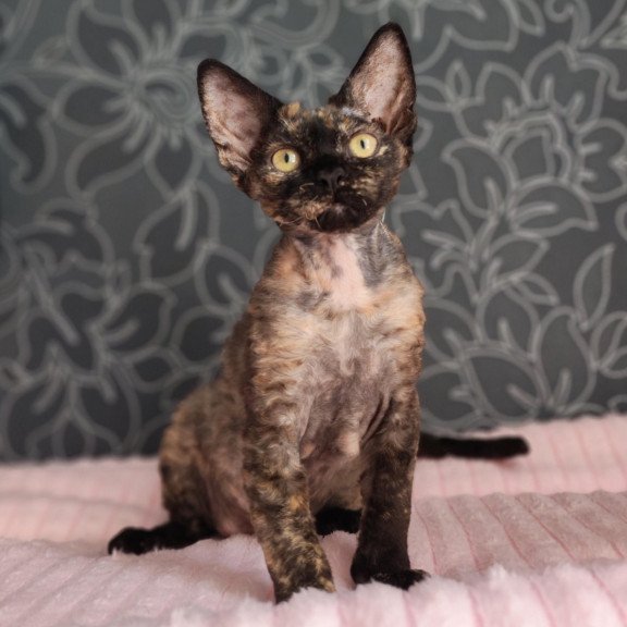 Devon Rex NOV Chelsea