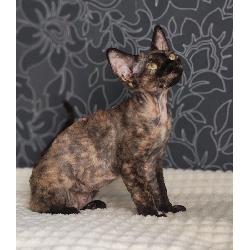 Devon Rex NOV Chelsea