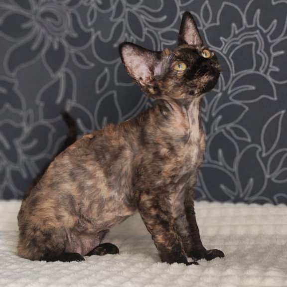 Devon Rex NOV Chelsea